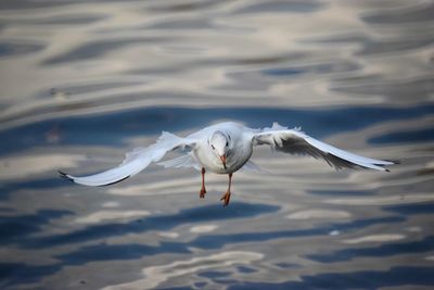 Seagull flying over a water