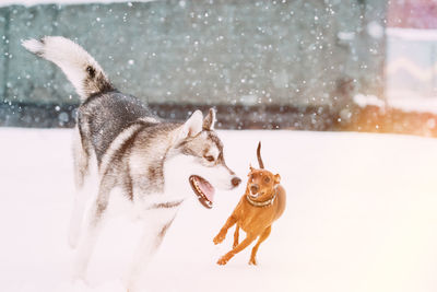 Dogs running on snow