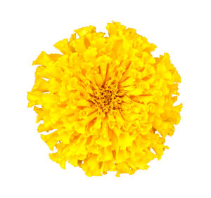 Close-up of yellow flower against white background