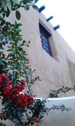 Low angle view of plants against the sky