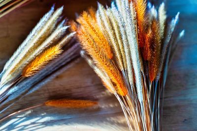 High angle view of feather on table