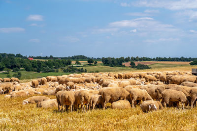 Hay bales in a field