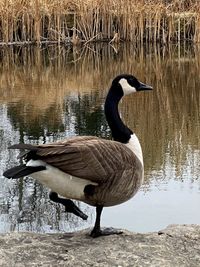 Side view of a bird on lakeshore