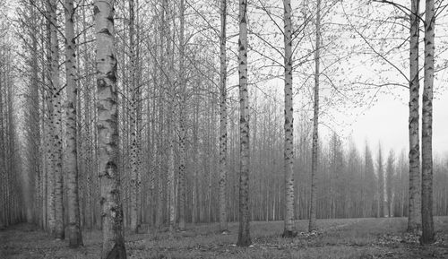Trees in forest during winter