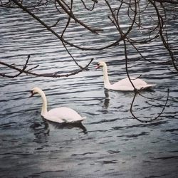 Bare trees in calm lake