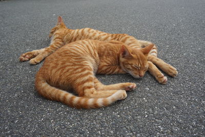 High angle view of ginger cat sleeping on street