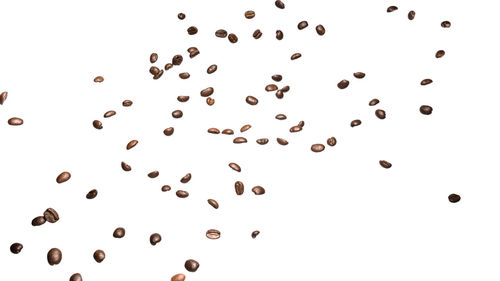 Low angle view of coffee beans against white background