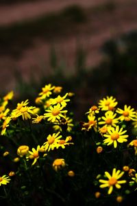 Close-up of yellow flowering plant on field