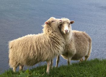 Portrait of sheep standing in farm