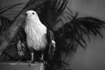 Close-up of bird perching on wall