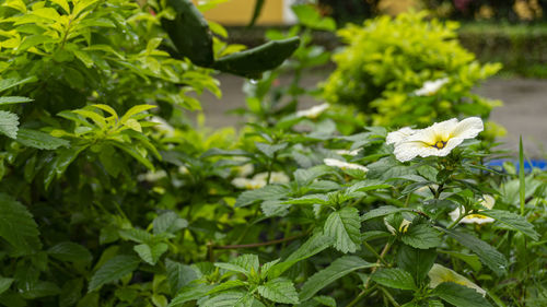 Close-up of flowering plant