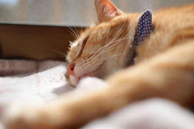 Close-up of cat lying on bed