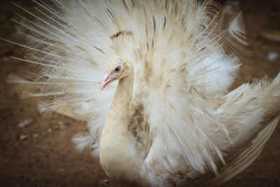 Close-up of a bird