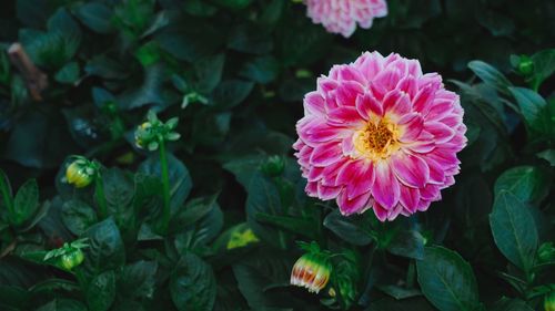 Close-up of pink flowering plant