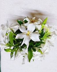 Close-up of white flowers