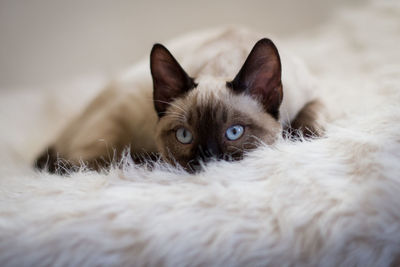 Close-up portrait of kitten at home