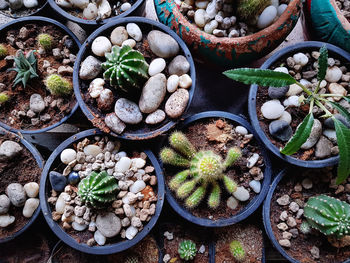 High angle view of various kinds of succulent plants in small pots