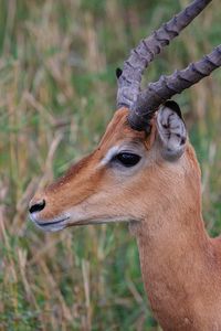 Close-up of deer