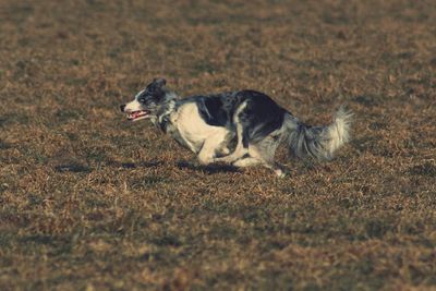 Dog on grass