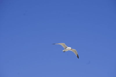 Low angle view of seagull flying in sky