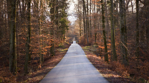 Road amidst trees in forest