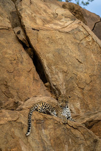 Leopard lies on rocky ledge staring below