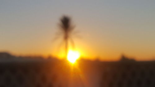 Close-up of silhouette flowers against sky during sunset