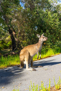 Side view of giraffe standing on road by trees