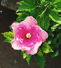 Close-up of pink flower