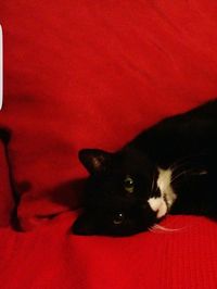 Close-up of cat lying on sofa