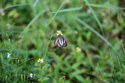 Close-up of butterfly on flower