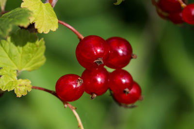 Close-up of red berries growing on plant