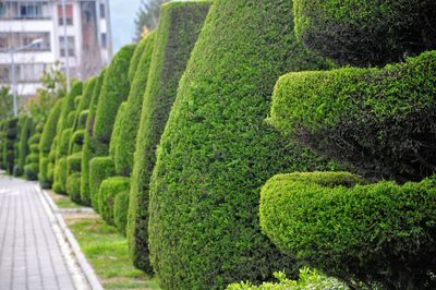 Green plants in garden