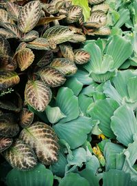 Close-up of leaves