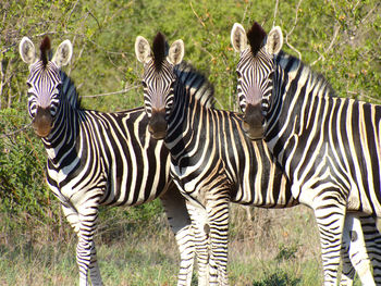 Portrait of three zebras in the same position