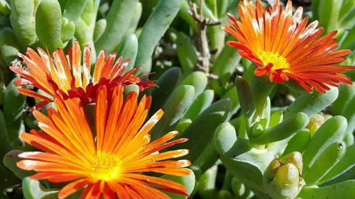 Close-up of orange flower