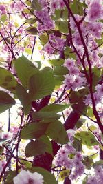 Close-up of pink flowers