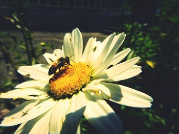 Close-up of insect on yellow flower