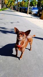Dog walking on sidewalk
