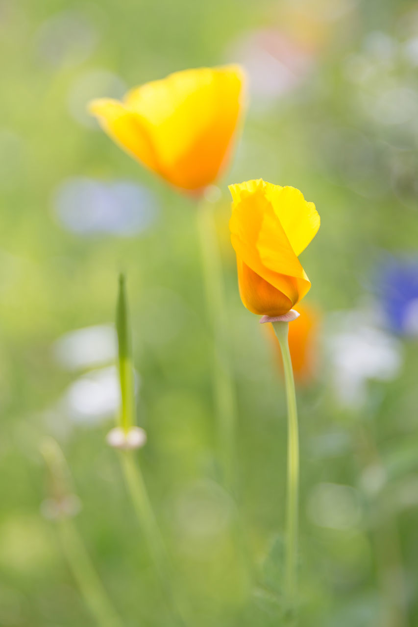 CLOSE-UP OF YELLOW FLOWERING PLANTS