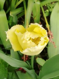 Close-up of yellow flowers blooming outdoors