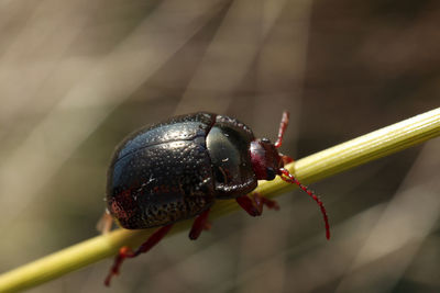 Close-up of insect