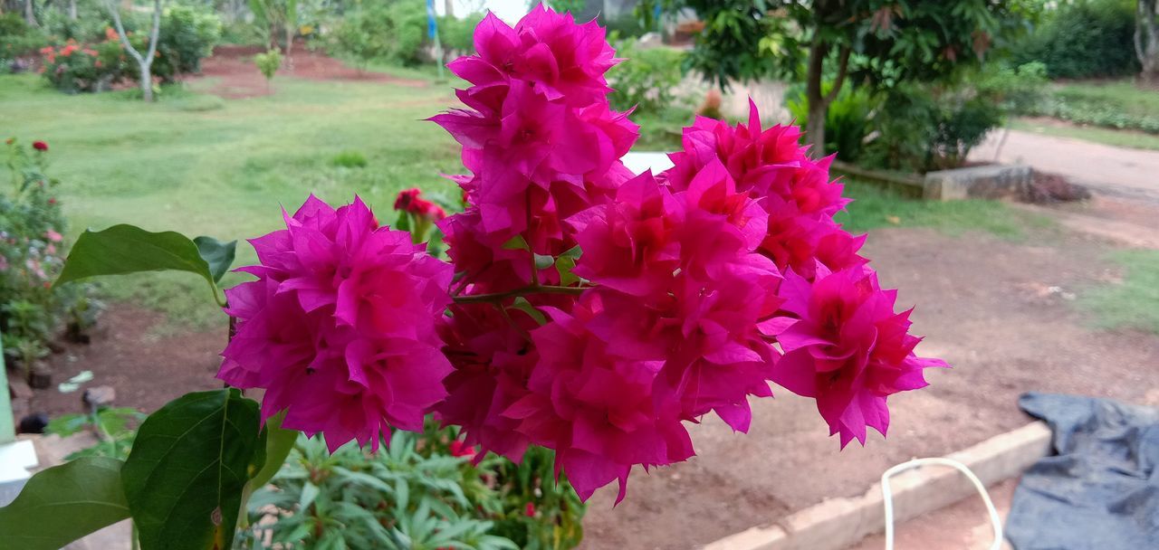 CLOSE-UP OF PINK FLOWERING PLANT