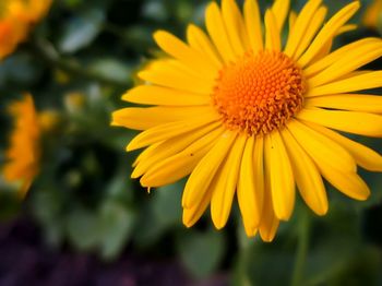 Close-up of yellow flower