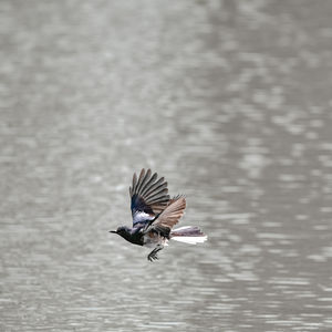 Bird flying over a lake