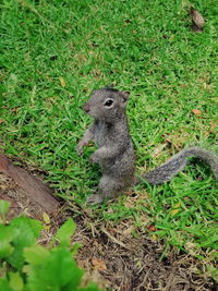 High angle view of squirrel on field