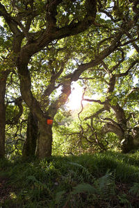 Trees growing on field in forest