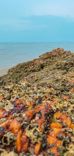 Close-up of pebbles on land against sea