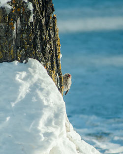 Close-up of bird perching on tree by sea against sky