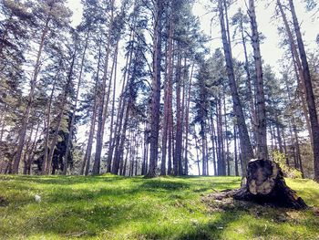 Trees in forest